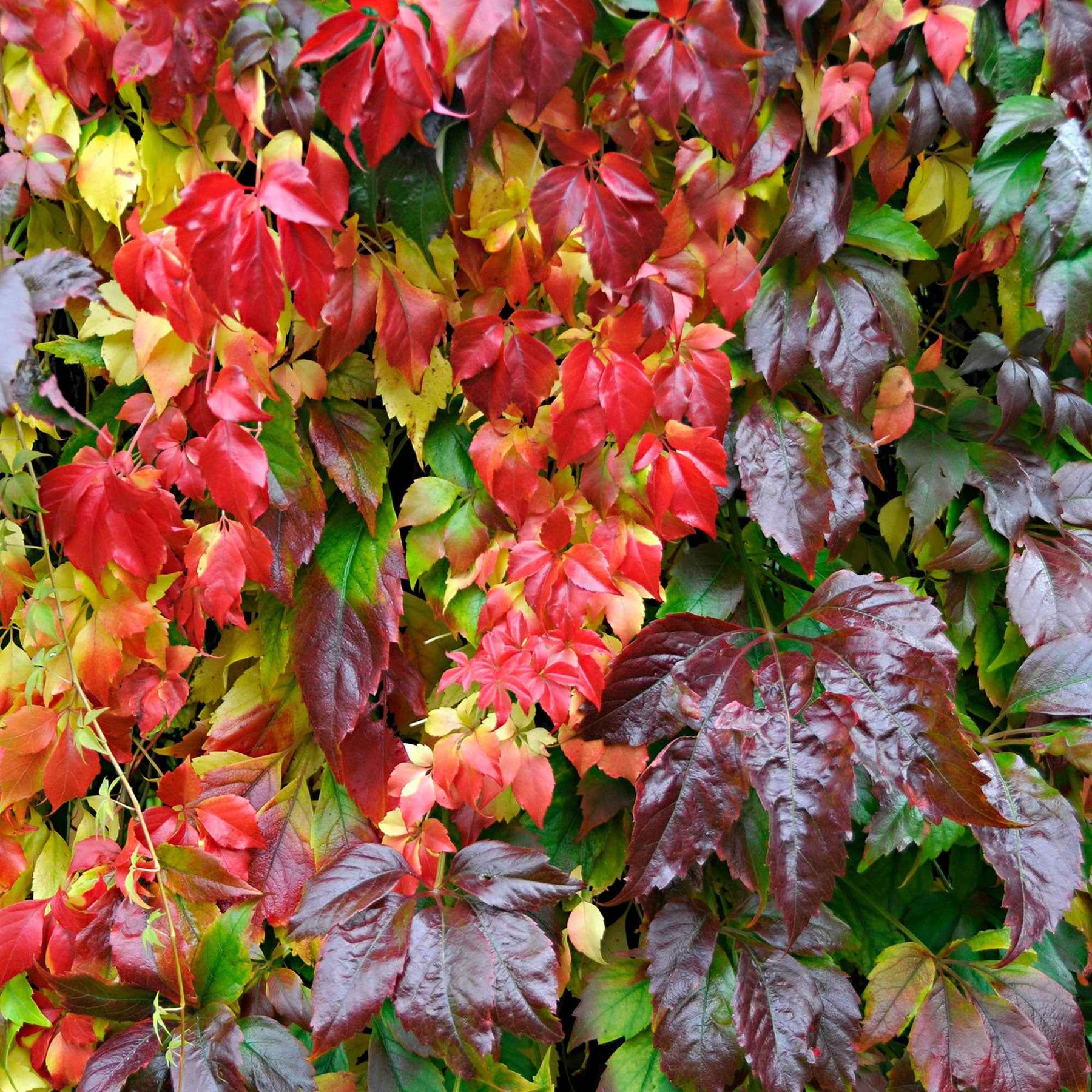 Vigne vierge Engelmannii - Willemse