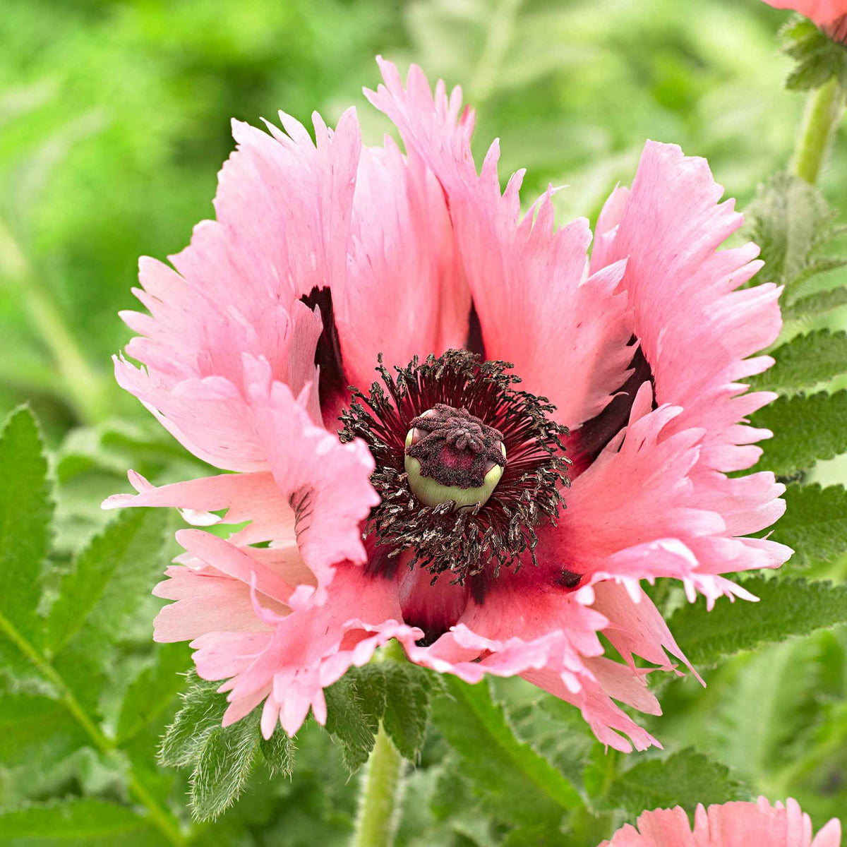2 Pavots d'Orient Pink Perfection - Papaver orientale Pink Perfection - Willemse