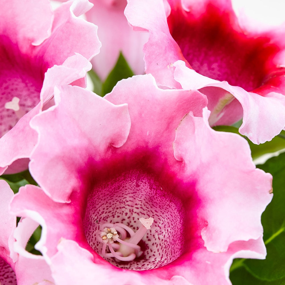 Gloxinia des fleuristes rose - Sinningia speciosa pink