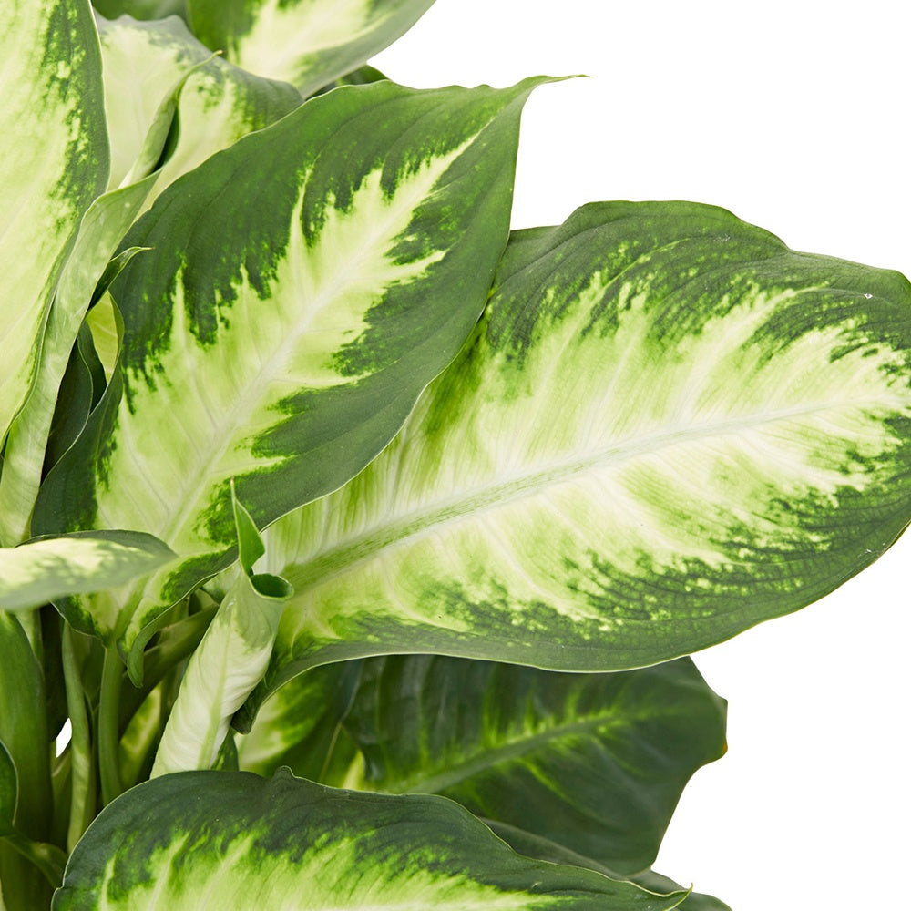 Dieffenbachia Camilla - Dieffenbachia Camilla - Willemse