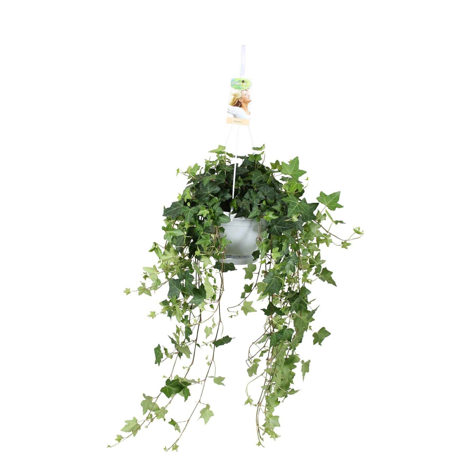 Hedera helix Pittsburgh - Lierre commun Pittsburgh - Lierre