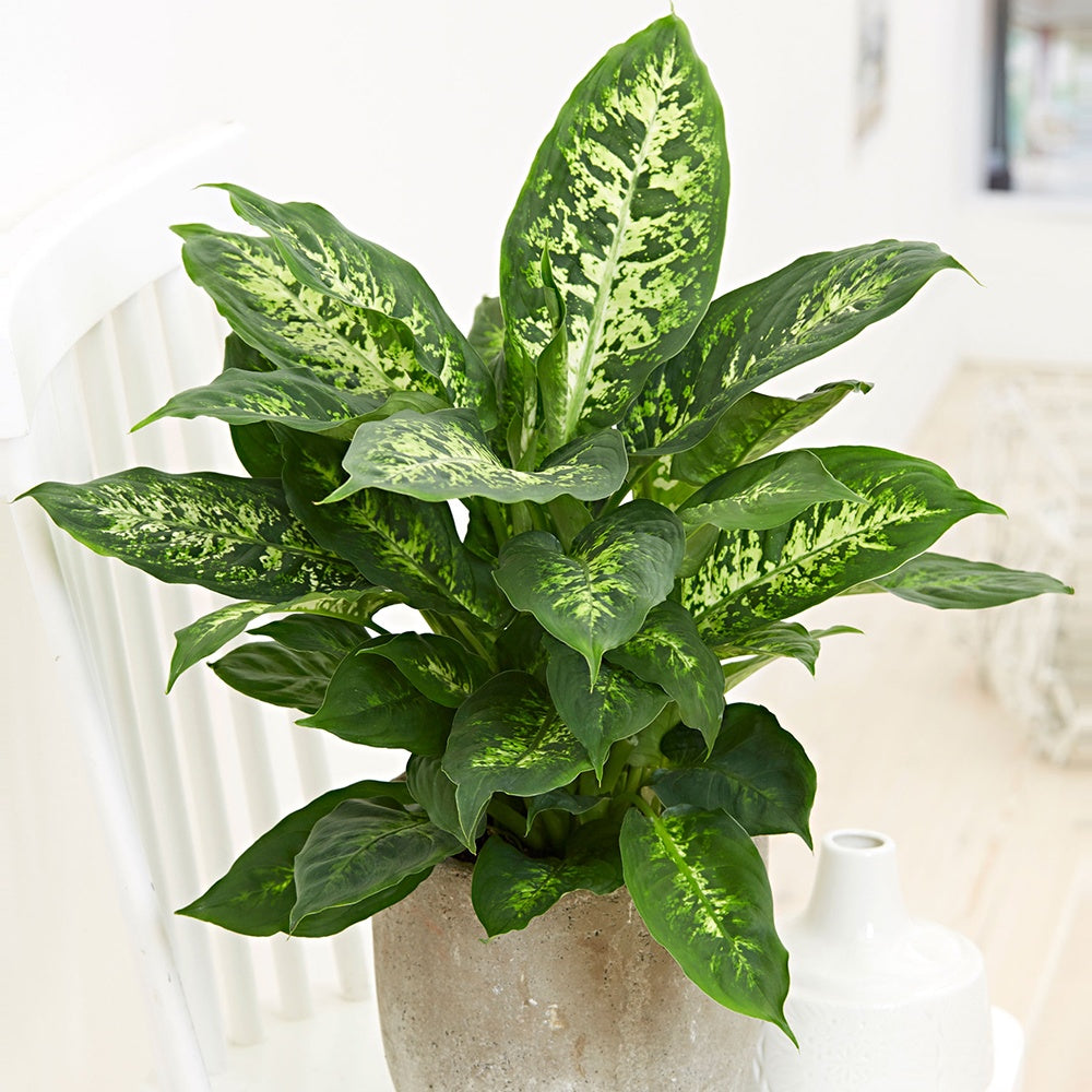 Dieffenbachia Compacta - Dieffenbachia compacta - Willemse
