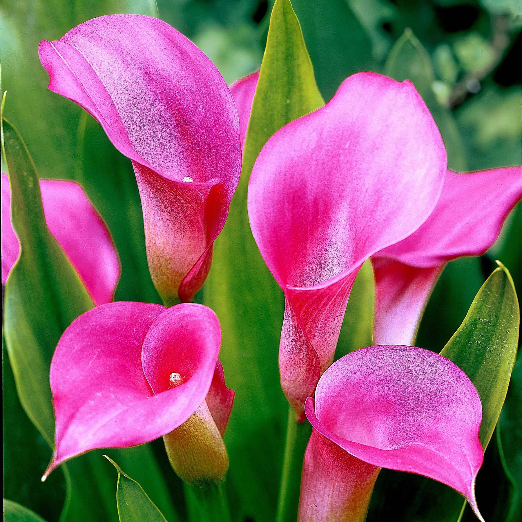 Zantedeschia rehmannii - 2 Arums rose - Arum