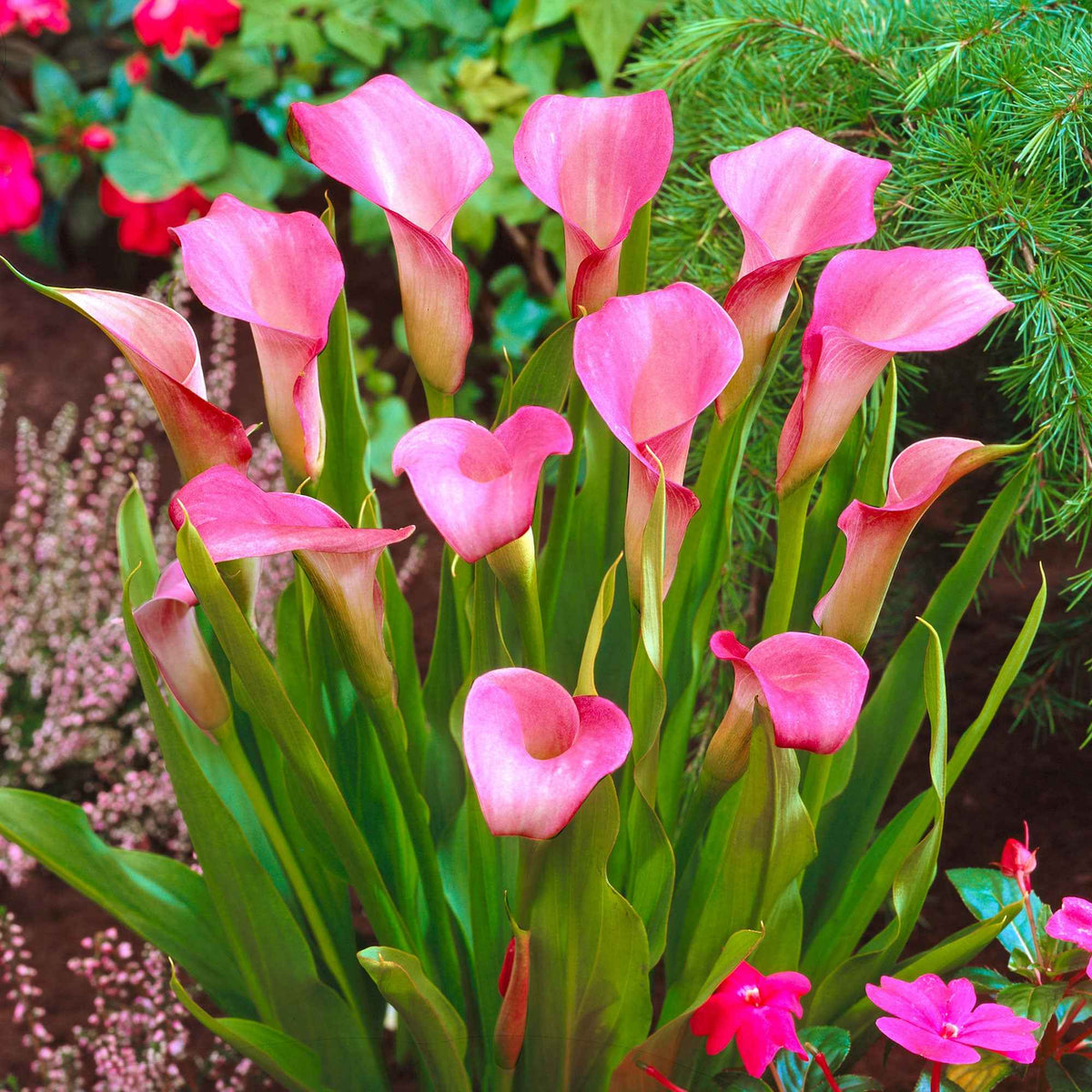 2 Arums rose - Zantedeschia rehmannii - Willemse