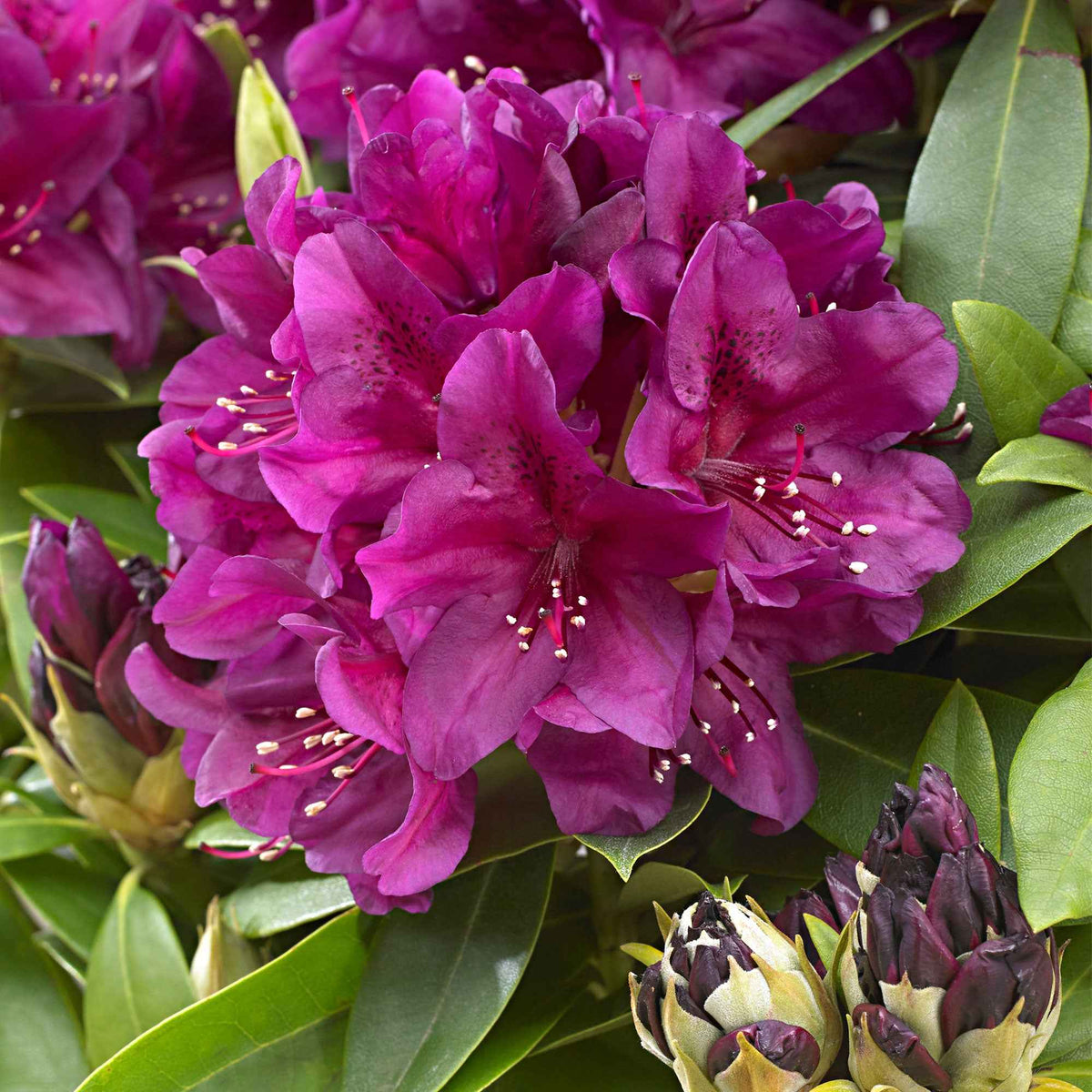 Rhododendron Polarnacht - Rhododendron ponticum Polarnacht - Willemse