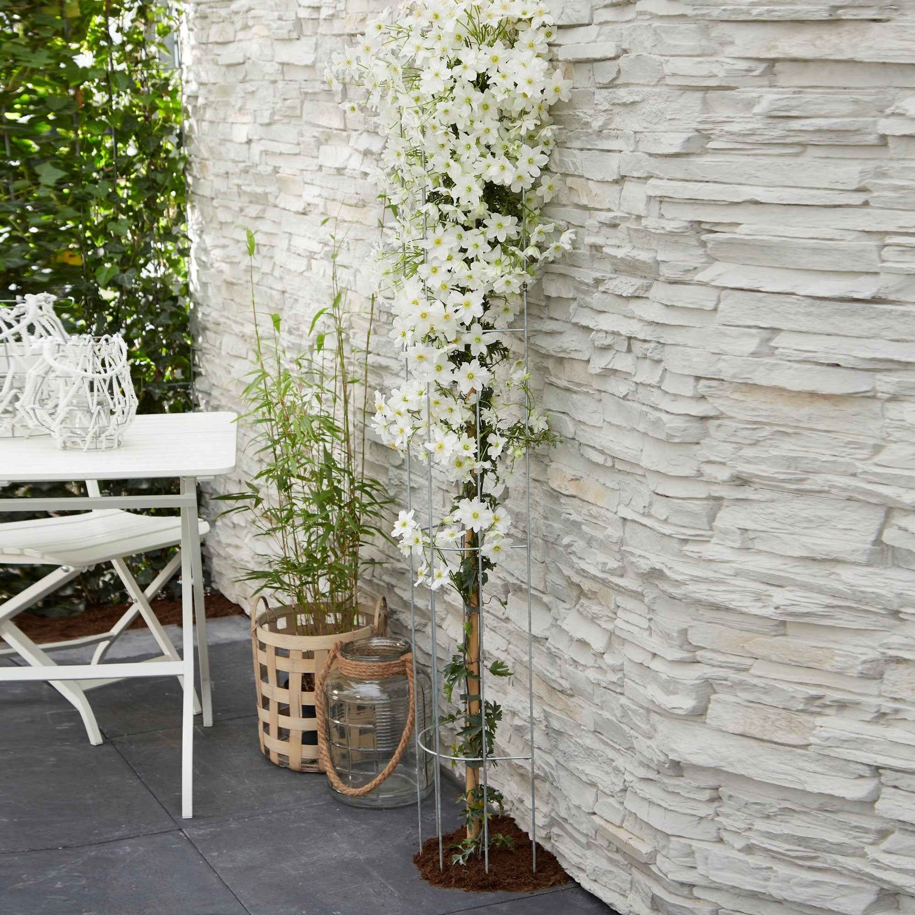 Clématite Avalanche - Clematis 'avalanche' - Willemse