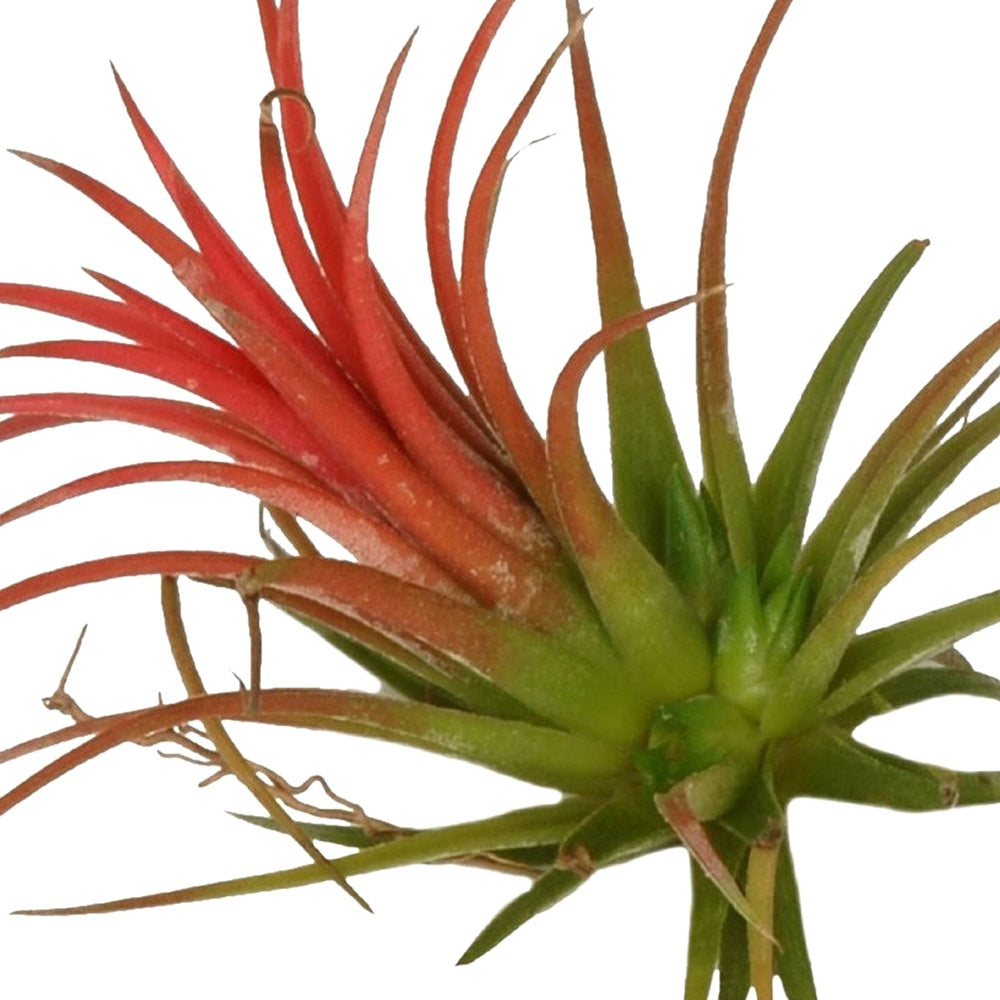 Tillandsia ionantha Rood XL - Tillandsia ionantha rood xl - Willemse