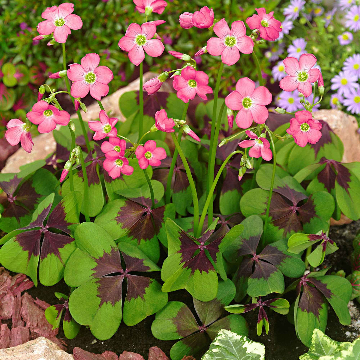 50 Oxalis deppei Iron Cross - Willemse