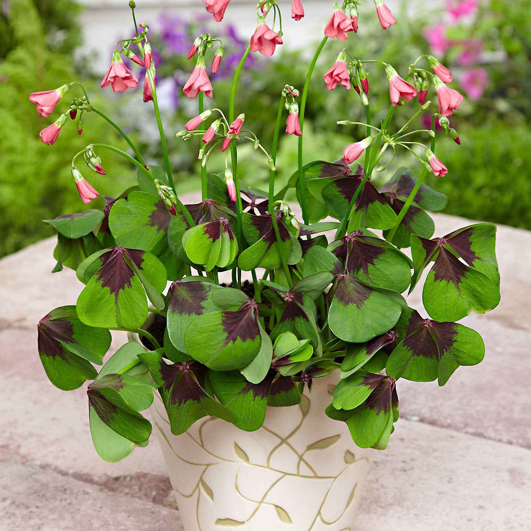 50 Oxalis deppei Iron Cross - Oxalis deppei 'iron cross' - Willemse