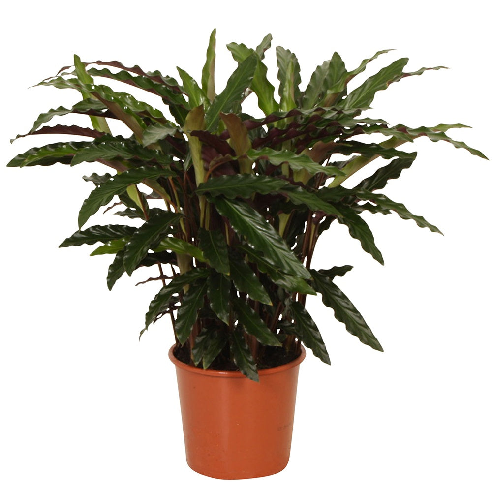 Calathea rufibarba elger grass - Calathéa Rufibarba Elger Grass - Calathea