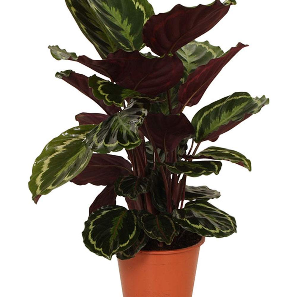 Calathea - Calathéa Medaillon - Calathea medaillon
