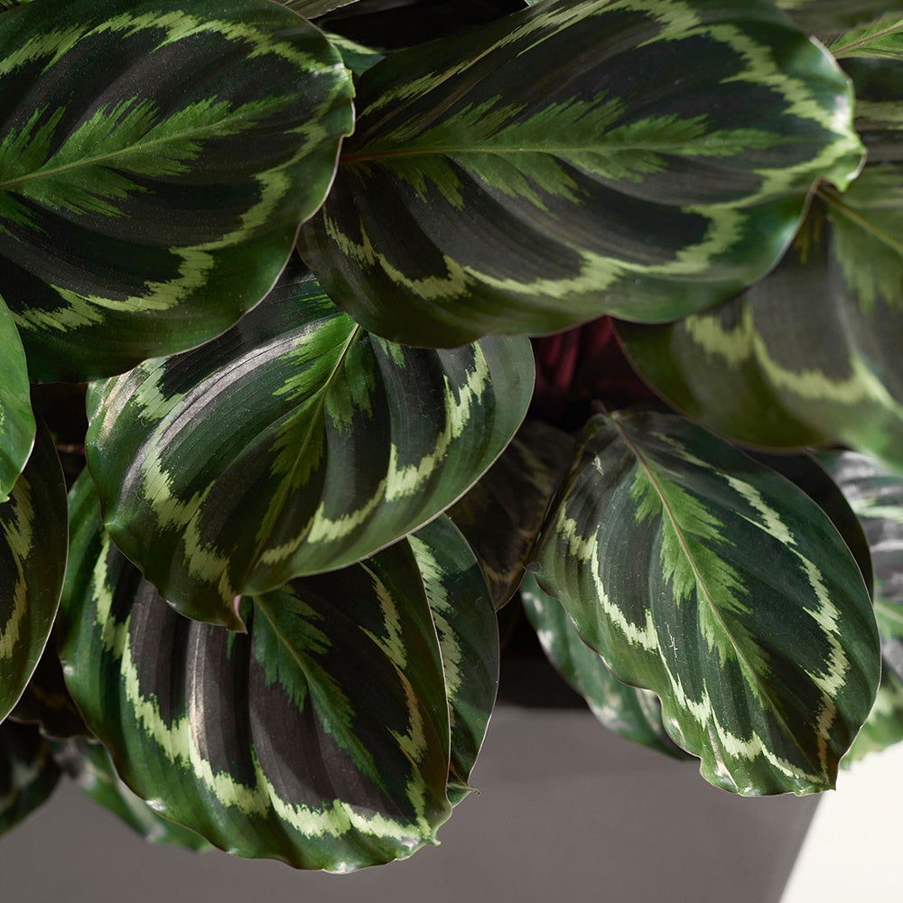 Calathea medaillon - Calathéa Medaillon - Calathea
