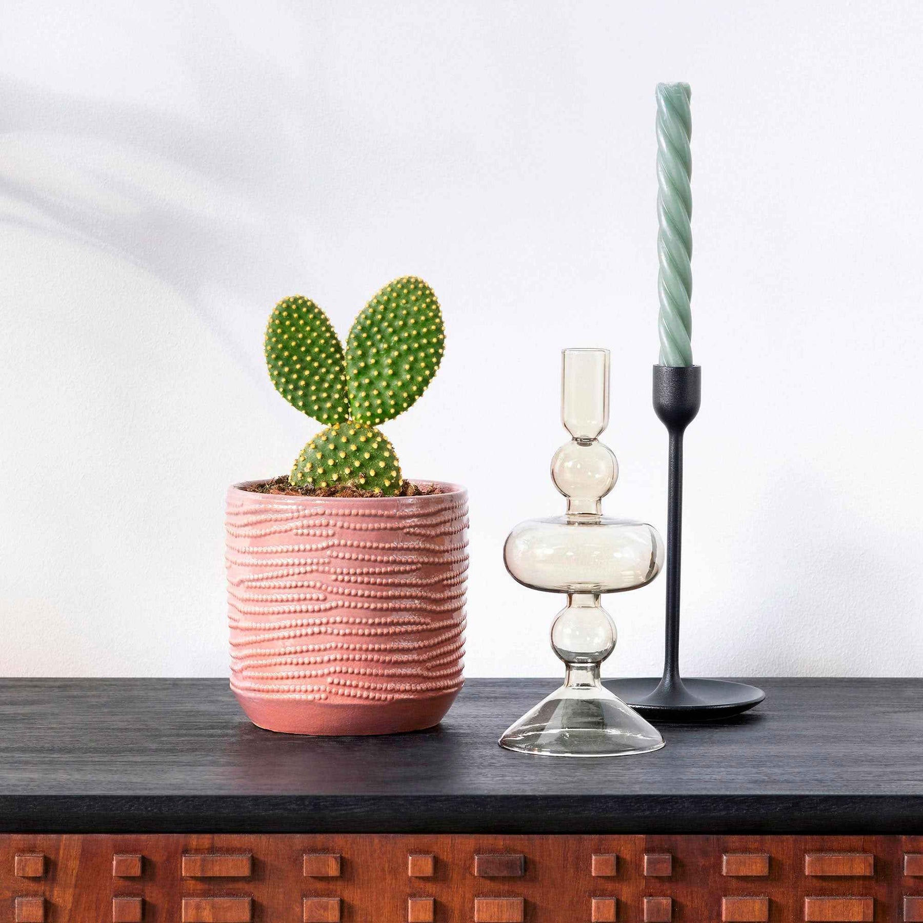 Cactus Opuntia Microdasys - Willemse