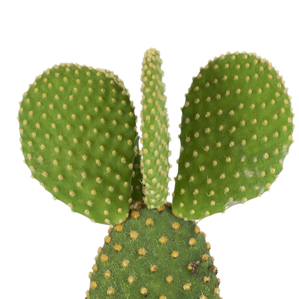 Opuntia microdasys - Cactus Opuntia Microdasys - Cactus et plantes grasses