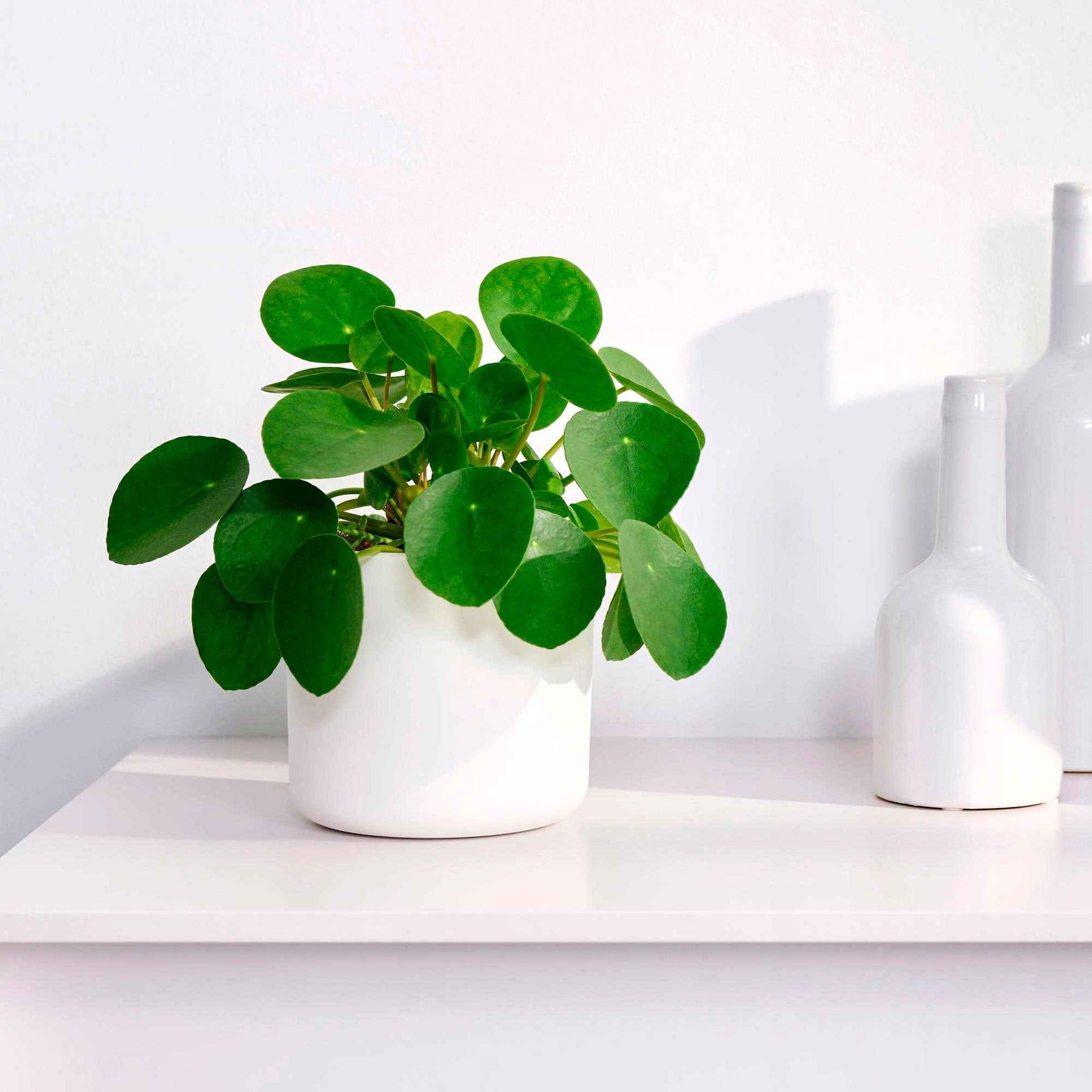 Pilea peperomioides - Willemse