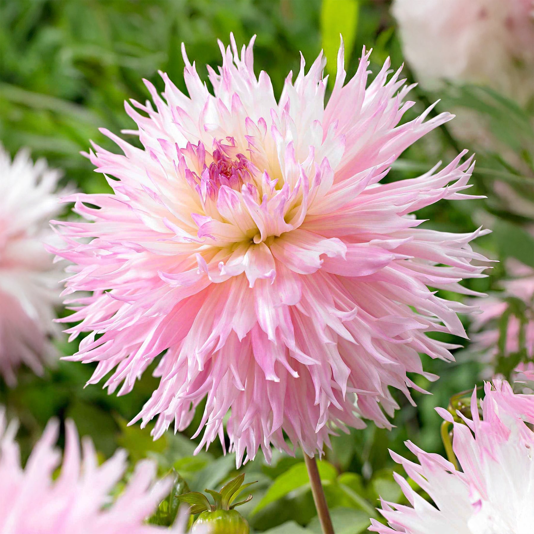 Dahlia fimbriata 'nadia ruth' - 3 Dahlias cactus dentelle Nadia Ruth - Dahlia