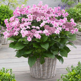Hortensia Doppio Rosa - Willemse
