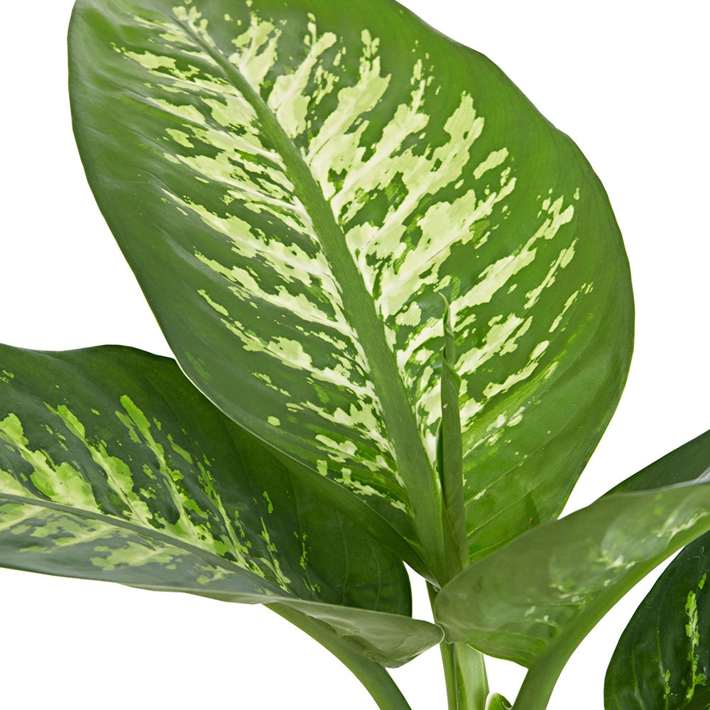 Dieffenbachia Tropic Snow - Dieffenbachia tropic snow