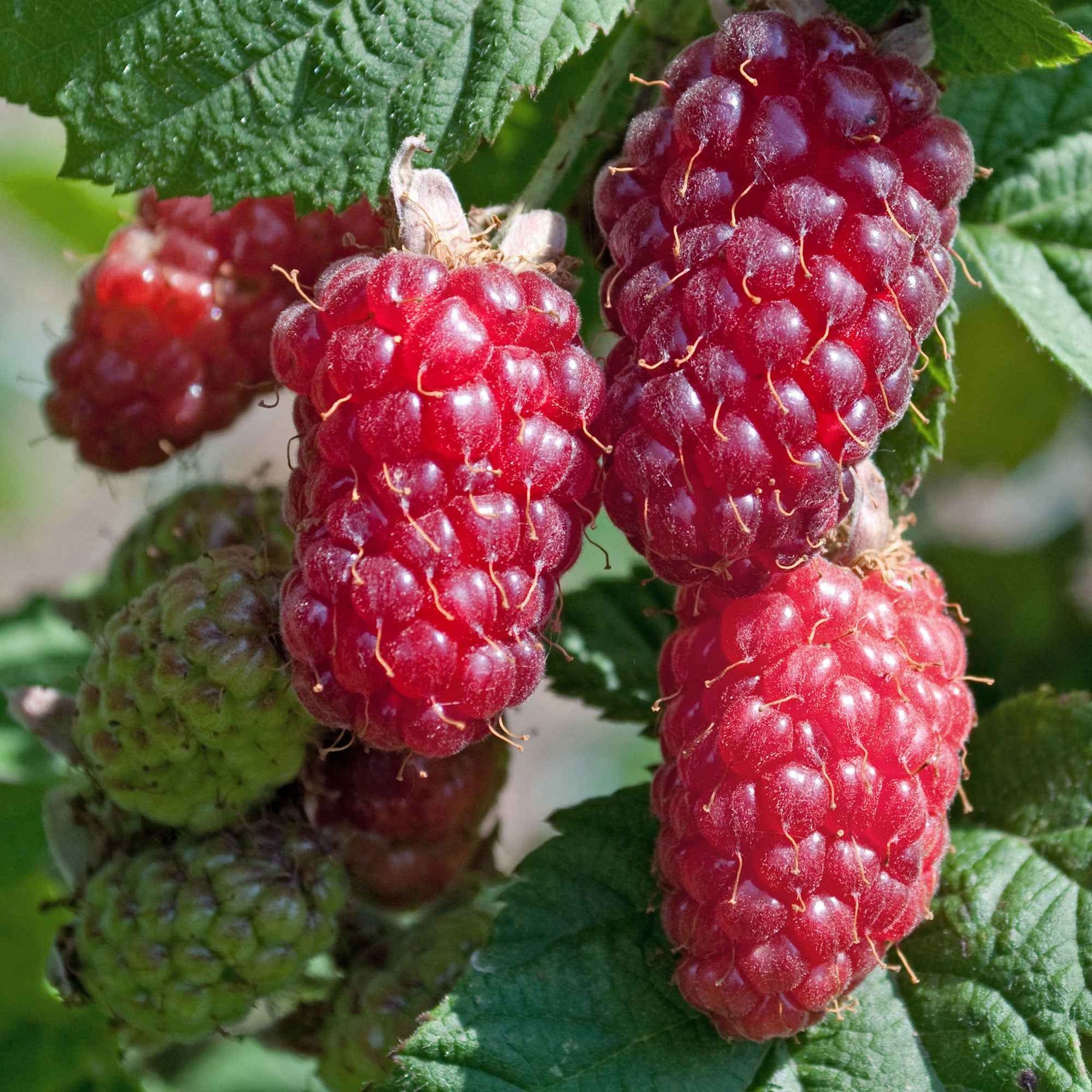 Mûre-framboise Tayberry - Willemse