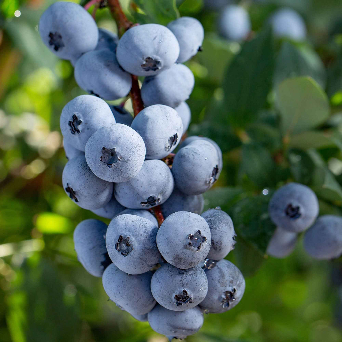 Myrtillier Brigitta Blue - Willemse