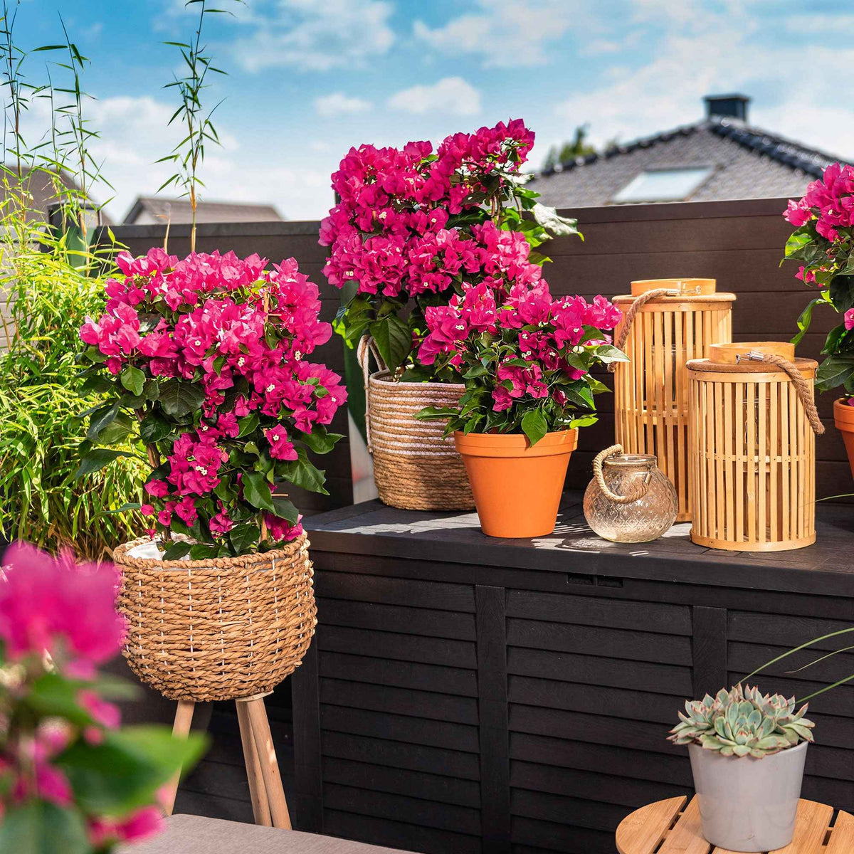 Bougainvillier Vera Deep Purple - Bougainvillea spectabilis 'vera deep purple' - Willemse