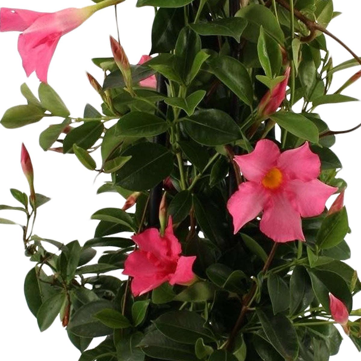 Jasmin du Brésil - Dipladenia pyramide rose - Mandevilla - Plantes grimpantes