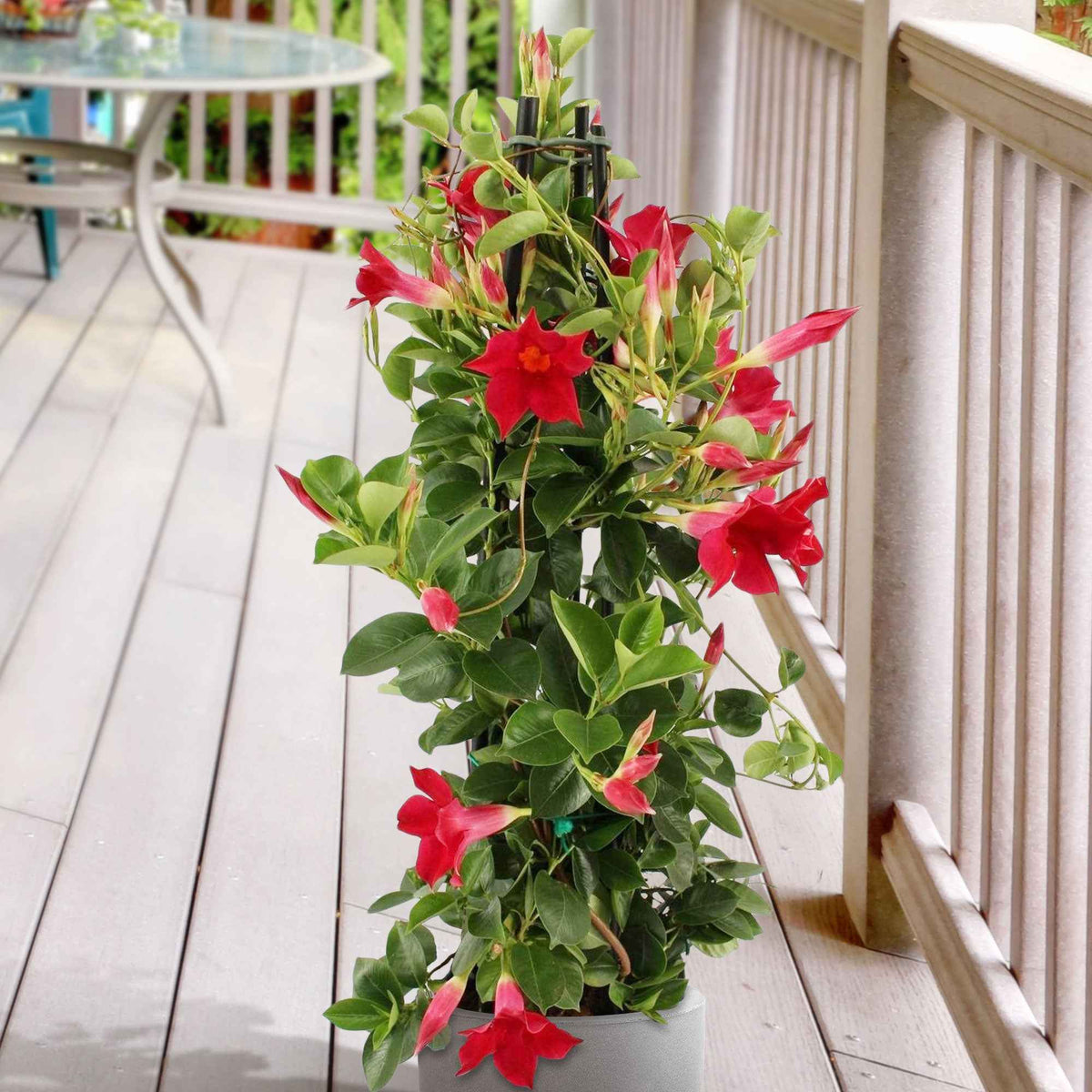 Jasmin du Brésil - Dipladenia pyramide rouge - Willemse
