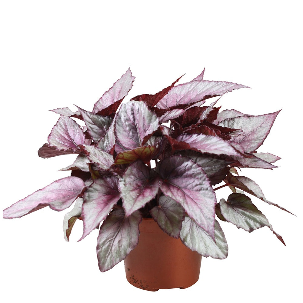 Bégonia Beleaf Maori Haze - Willemse