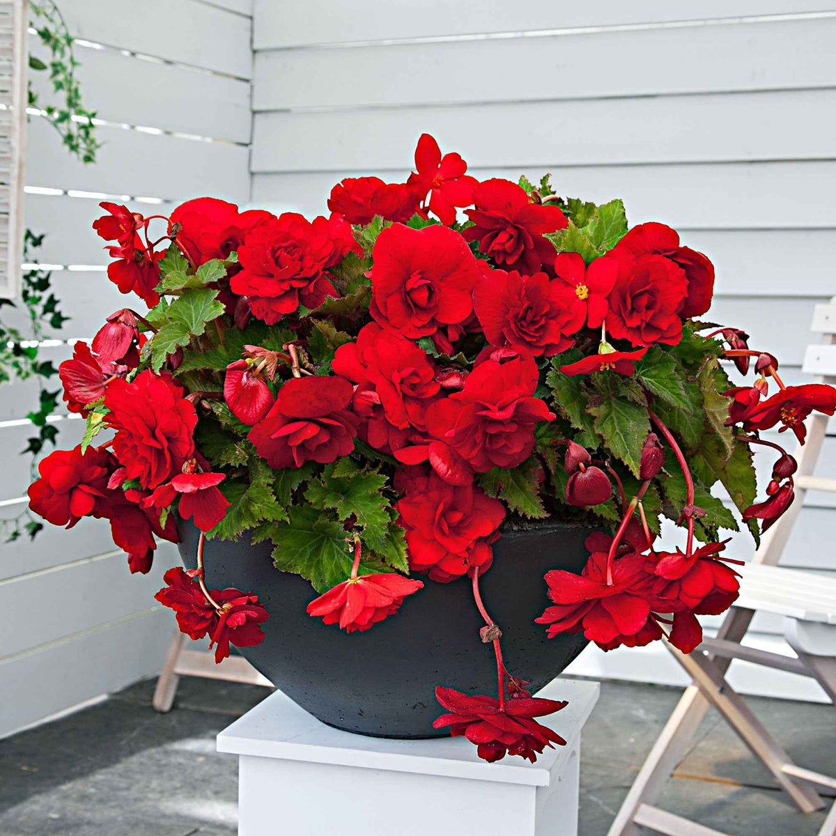 5 Bégonias retombants Scarlet - Begonia pendula 'scarlet'