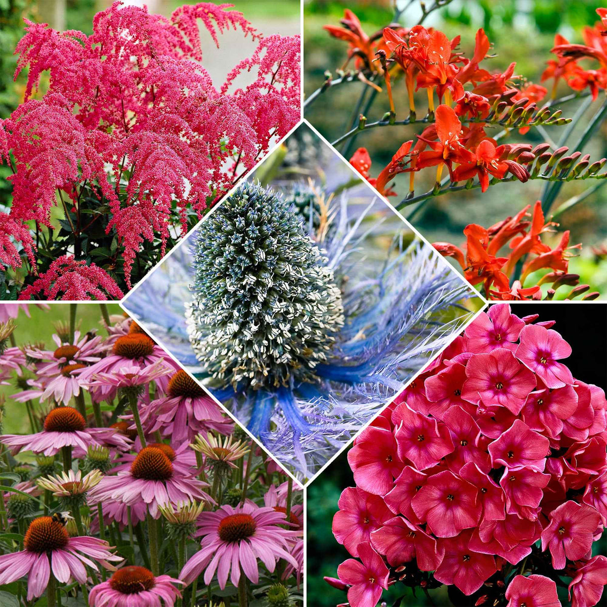 14 Vivaces Bees and Butterflies en mélange - Echinacea purpurea, eryngium alpinum, crocosmia, astilbe, phlox