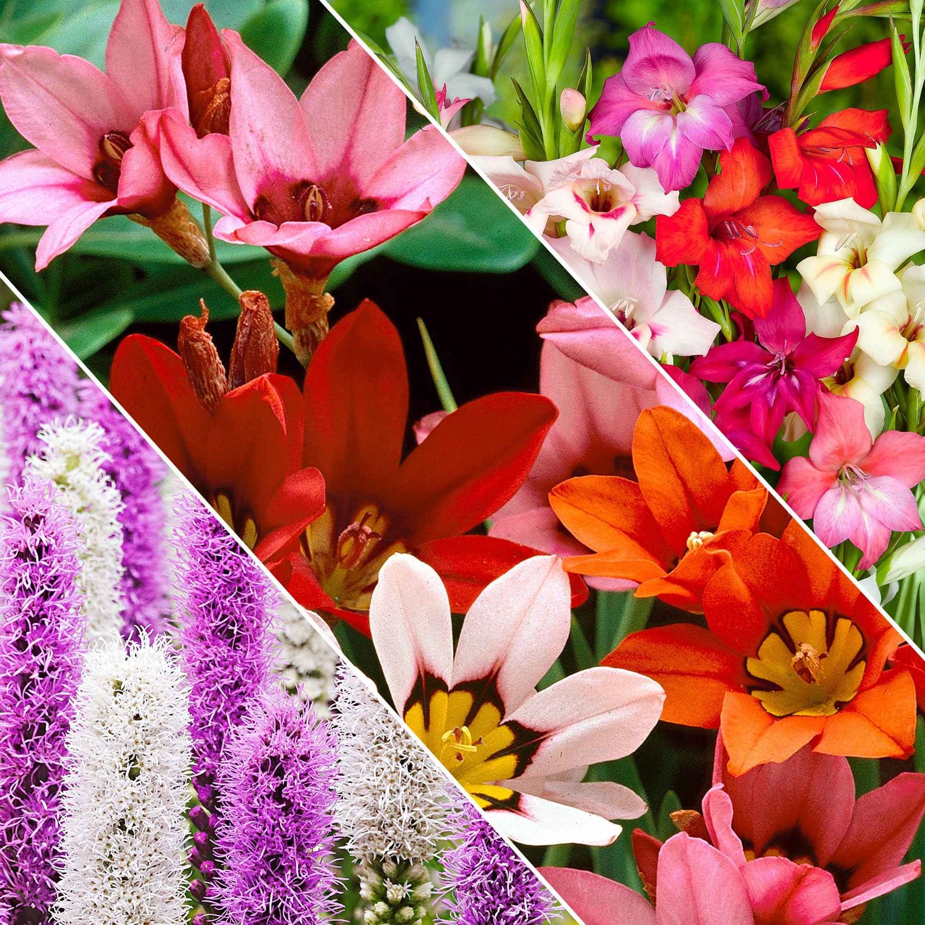 50 Bulbes de fleurs For Bees & Butterflies en mélange - Willemse