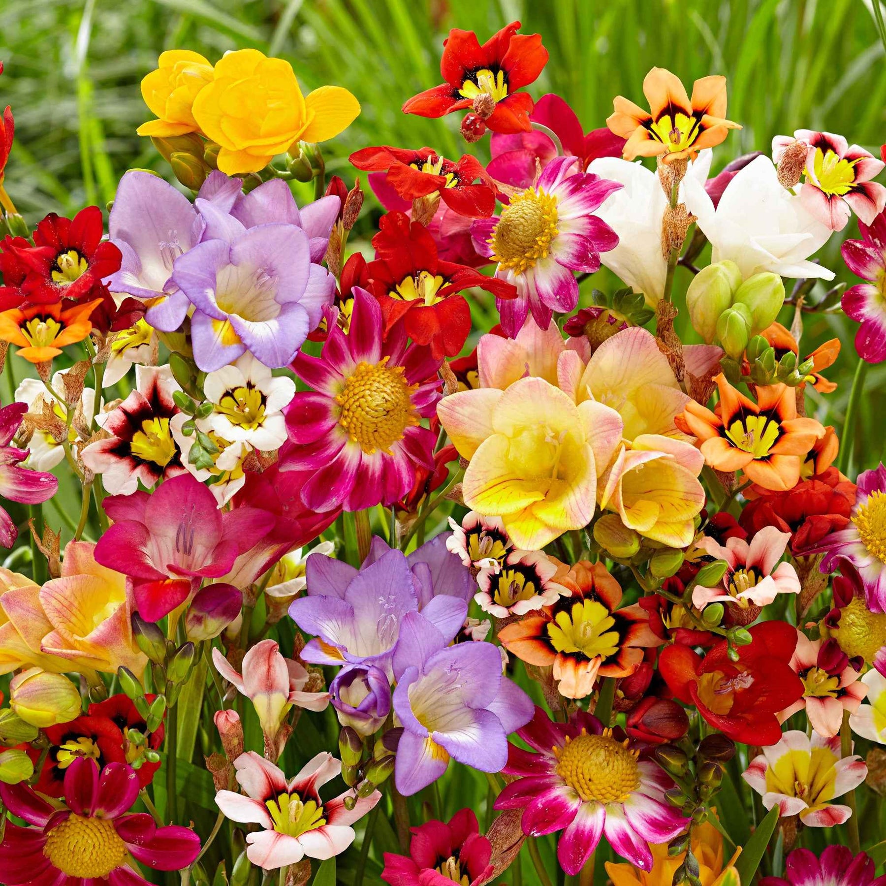 30 Bulbes de fleurs d'été en mélange - Freesia, sparaxis, dahlia - Willemse