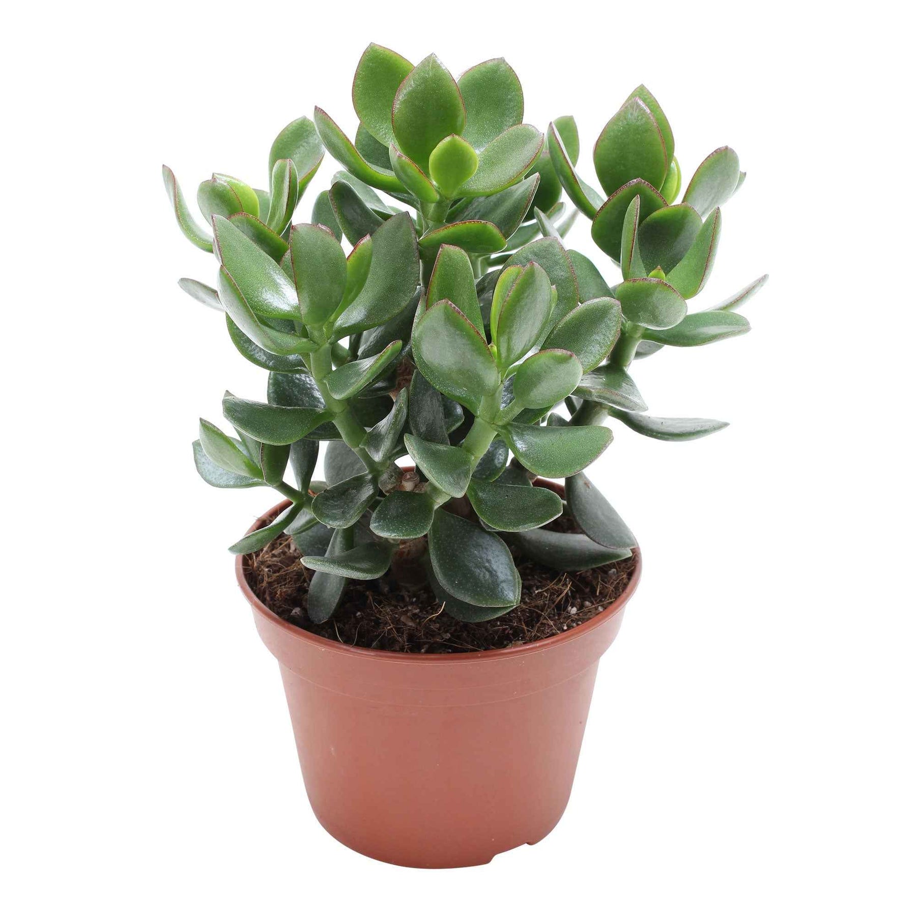 Crassula ovata Hulk' - Willemse