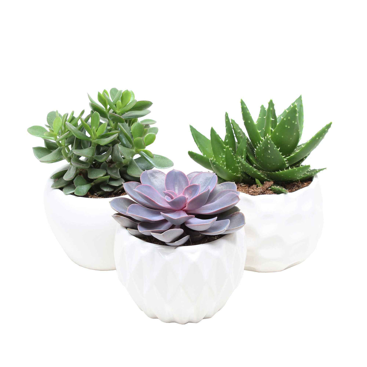 Collection de 3 succulentes - Crassula 'Minova Magic' et 2 Gasterias - Aloe Perfoliata, Echeveria 'Purple Pearl', Crassula 'Minova Magic' - Willemse