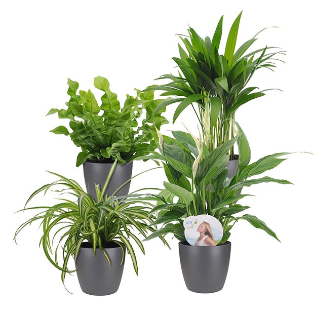 Collection de 4 plantes dépolluantes + cache pots Elho gris - Luchtz. plant 4 st