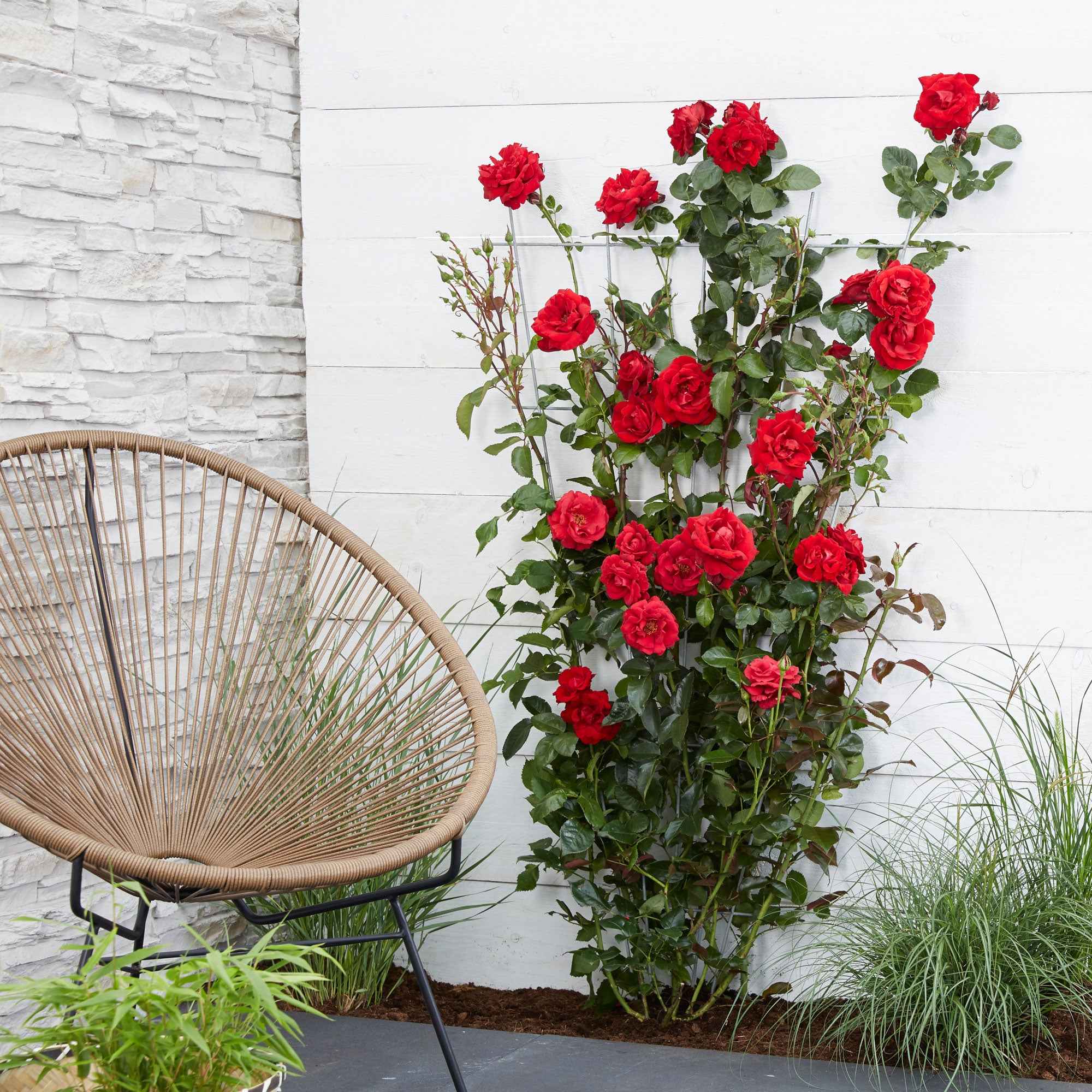 Rosier rouge　 Remarquable Rosier Rouge en pot | Rosiers de jardin haut de