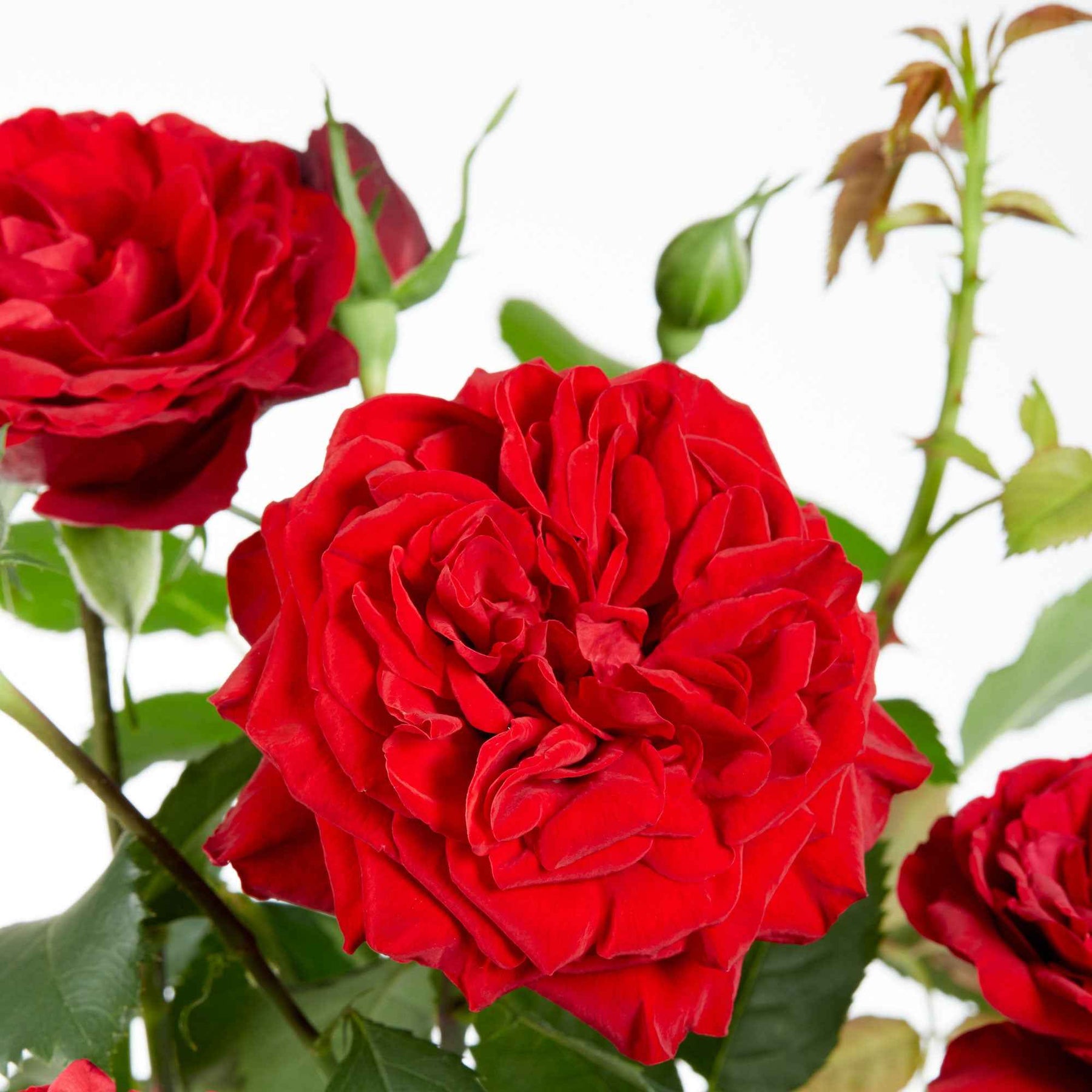 Rosa hybride 'crazy in love red' - Rosier grimpant Crazy in Love rouge - Rosiers grimpants