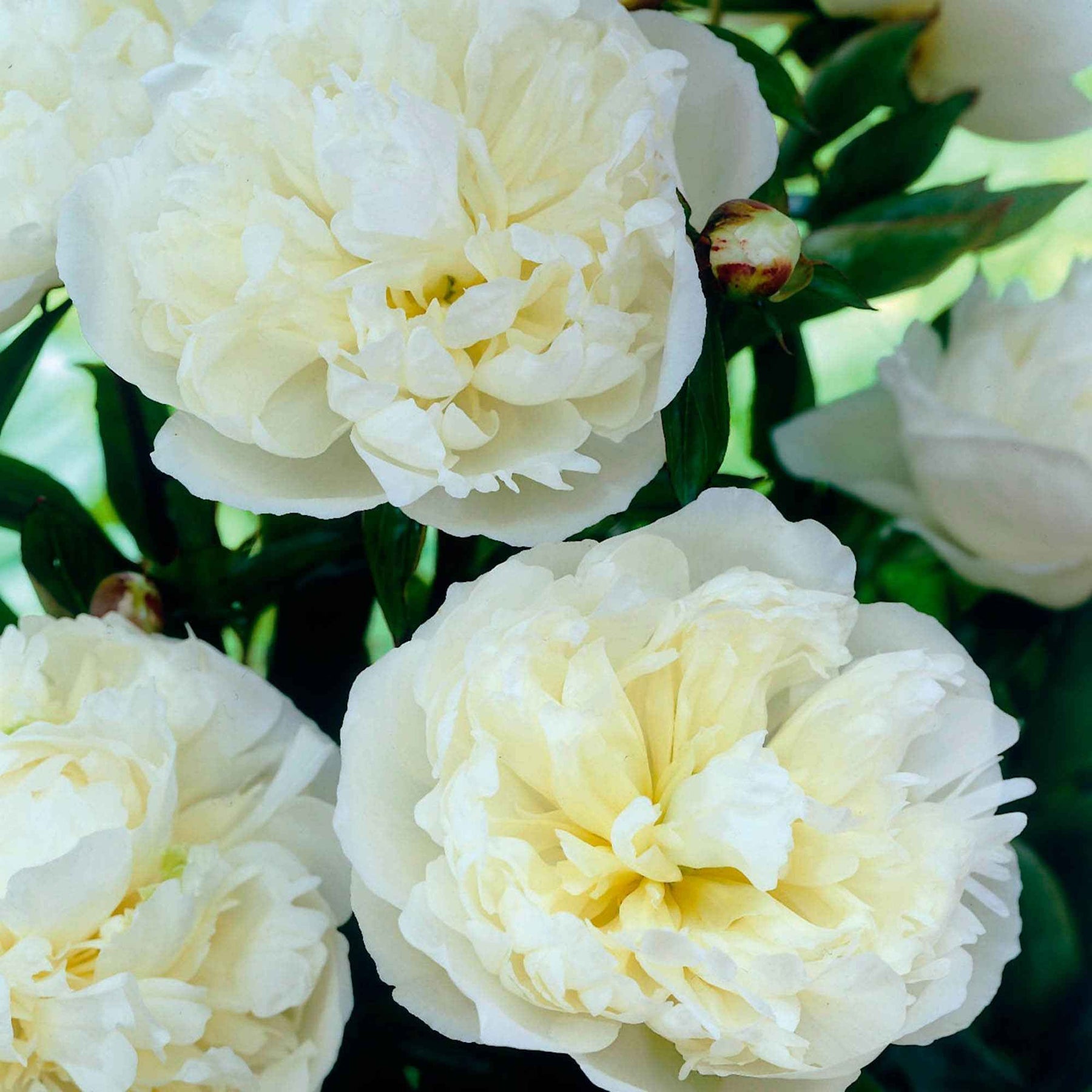 Paeonia lactiflora Duchesse de Nemours - Pivoine Duchesse de Nemours - Pivoines