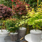 Collection de 4 érables du Japon Colorful Leaves - Willemse