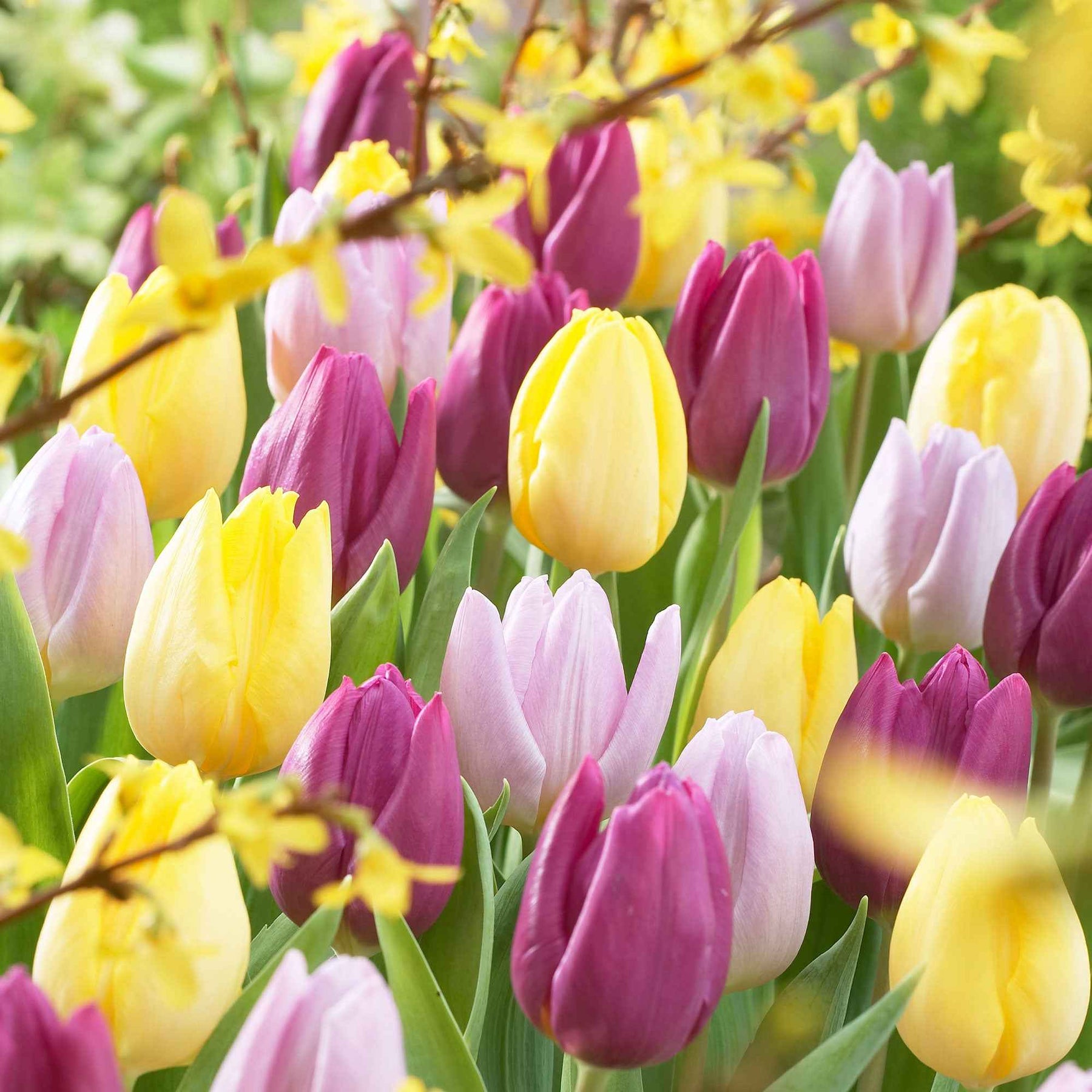 Tulipa - 30 Tulipes 60 days of Tulips en mélange - Tulipe