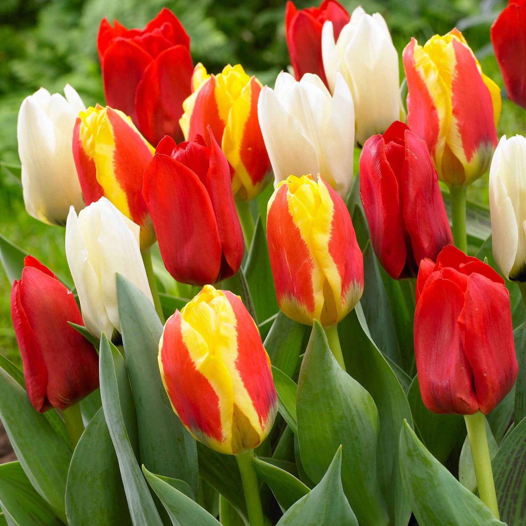 Tulipe - 30 Tulipes 60 days of Tulips en mélange - Tulipa