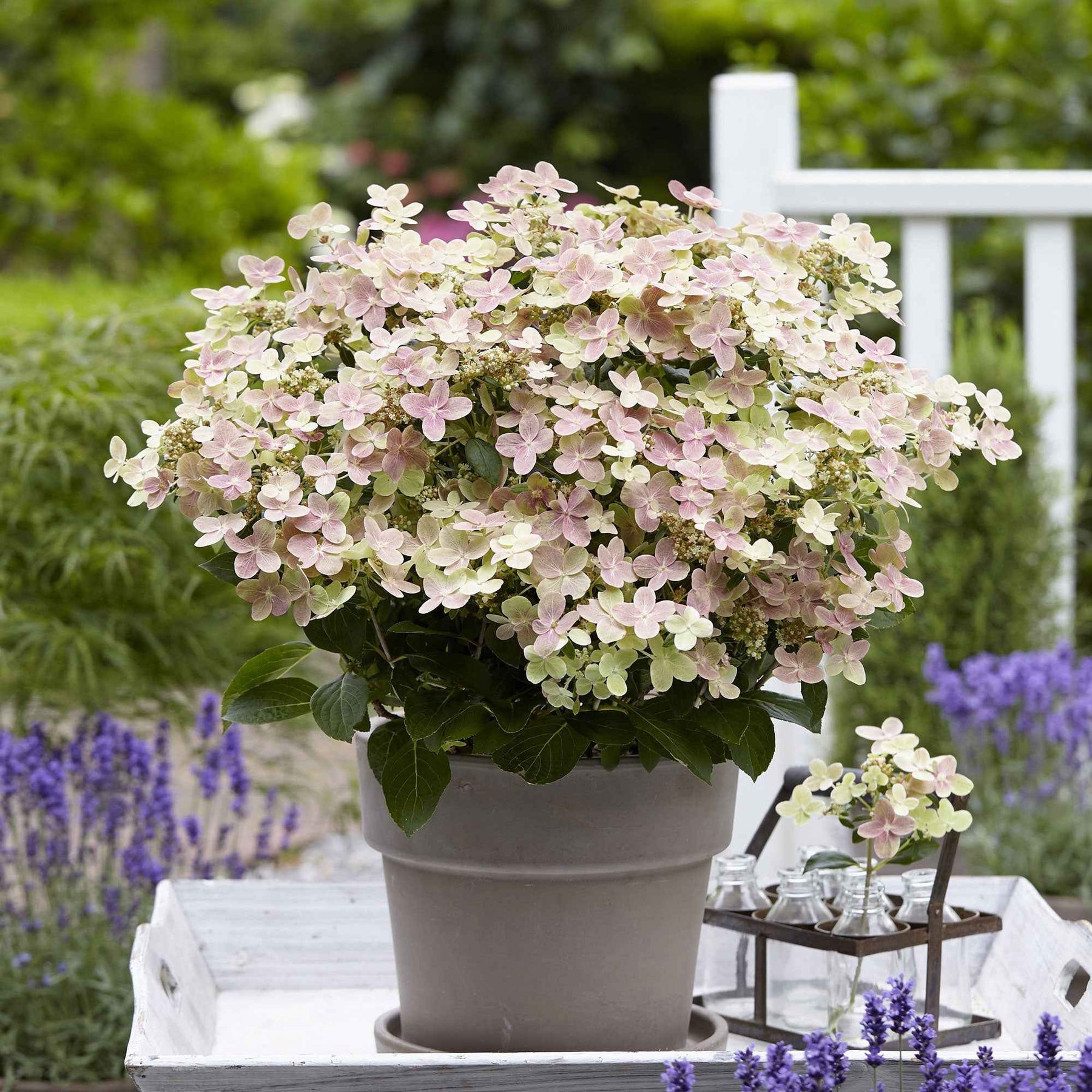 Hortensia paniculé Switch Ophelia® - Willemse