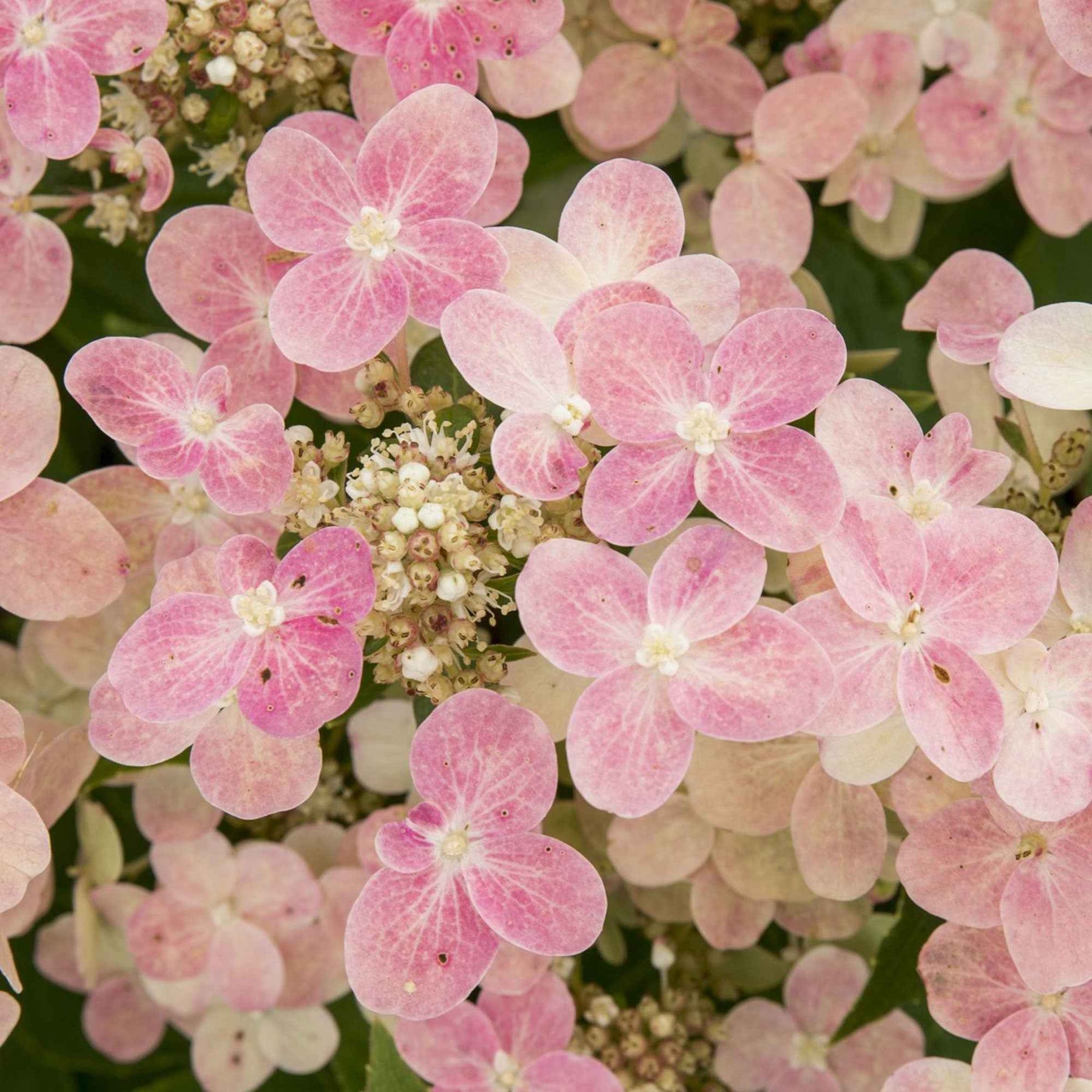 Hortensia paniculé Switch Ophelia® - Hydrangea paniculata 'switch ophelia'® - Willemse