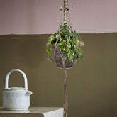 Cissus Ellen Danica - Willemse