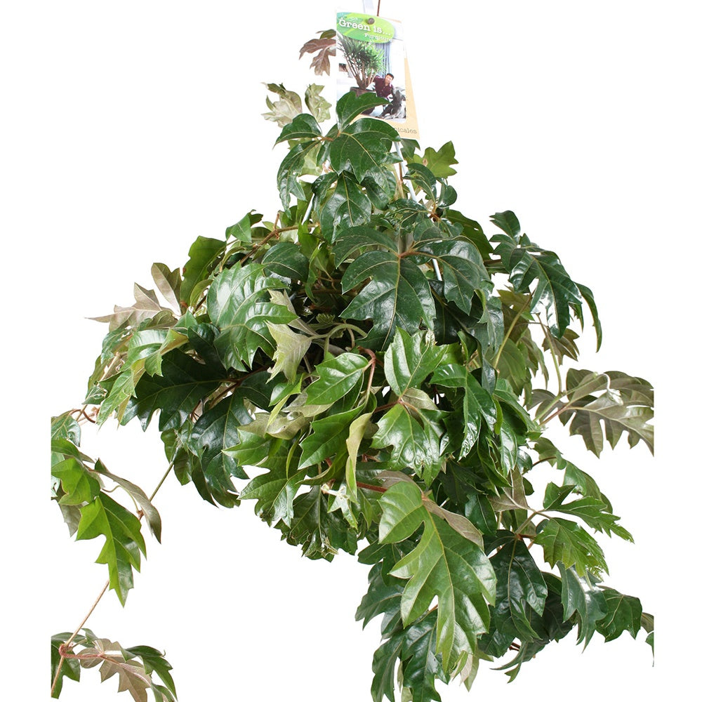 Cissus ellen danica - Cissus Ellen Danica - Plantes retombantes