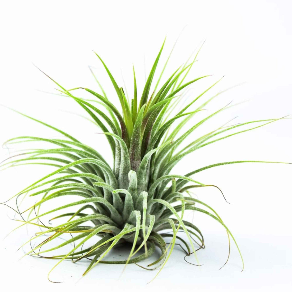 Tillandsia ionantha Druid - Willemse