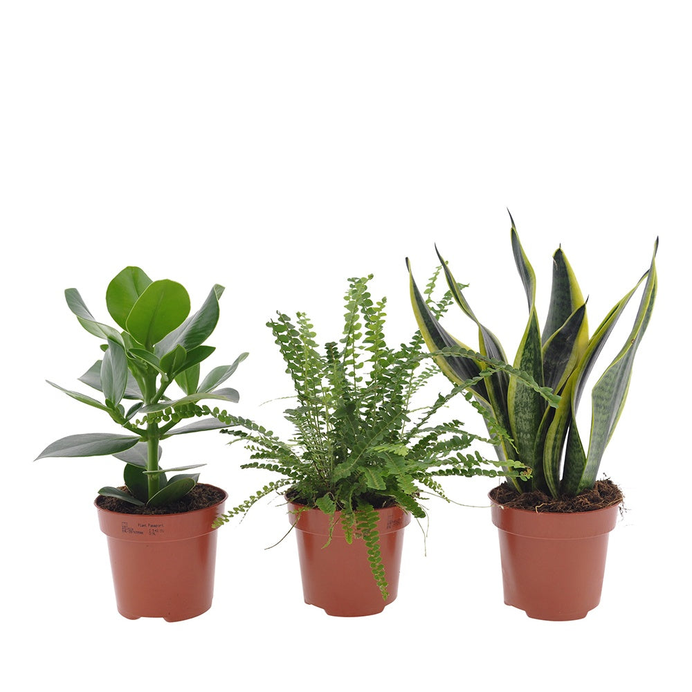 Collection de 3 plantes vertes pour petit espace - Clusia rosea princess,  nephrolepis duffi, sansevieria