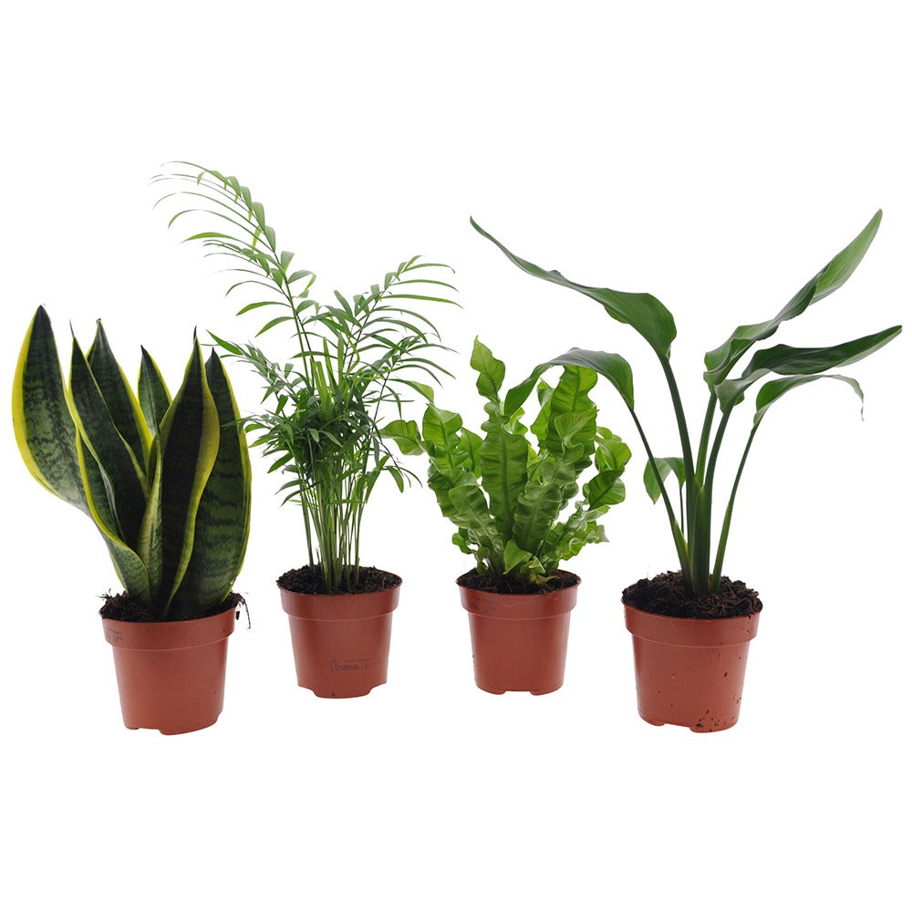 Collection de 4 plantes d'intérieur vertes - strelitzia, chamaedorea, asplenium crispy wave, sansevieria - Willemse