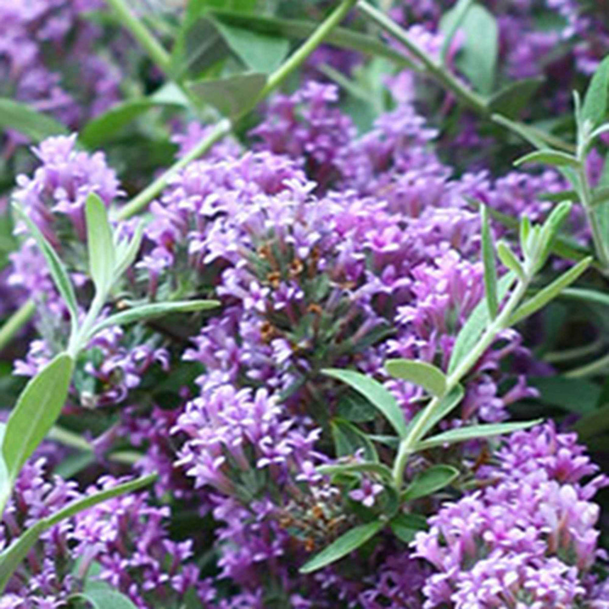 Arbre à papillons nain Unique - Buddleja alternifolia 'unique' - Willemse