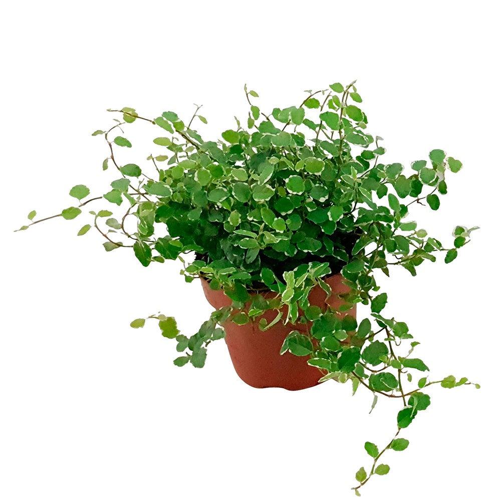 Ficus pumila white sunny - Ficus pumila White Sunny - Ficus